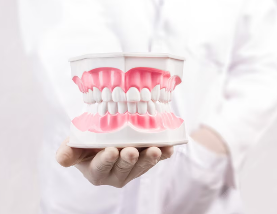 Dentist holding a dental model showing the Best Fixed Denture Implants in Greater Noida.
